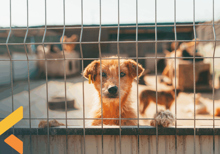 Leia mais sobre o artigo Lei nº 15.355, de 11 de março de 2026